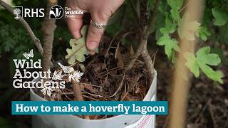 How to make a Hoverfly lagoon - Wild About Gardens 2025 | The RHS & The Wildlife Trusts