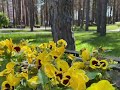 Ірпінь після окупації росєї Ірпінь місто Герой Центральний парк відновлення.