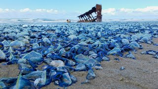 美国海滩惊现数百万只蓝色生物，场面如同外星入侵，专家警告不要去碰