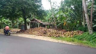 katanya pengepul kelapa paling sultan,,,ngerit kelapa ko sampai di liburkan bos...!!!