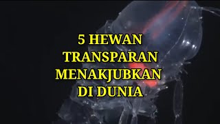 HAMPIR TAK NAMPAK !!! INILAH 5 HEWAN TRANSPARAN DI DUNIA YANG MENAKJUBKAN