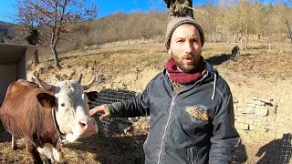 HO PASSATO 24 ORE CON UNA MUCCA. Ecco cosa succede. La nostra vita rurale.