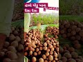 દેશી ચીકુ નો ઢગલો 🤔😀 agriculture trending viral short viralvideo dream ખેડૂત ભાઈ ની ડ્રીમ 11