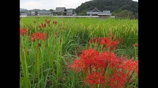 明日香村の彼岸花