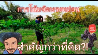 #การโน้มกิ่งจัดทรงหม่อน สำคัญกว่าที่คิด #หม่อนนอก #ดำออสตุรกี #หม่อนยักษ์