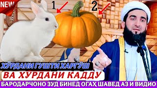 Мавлави ахмад фируз. Бинед чи мега 😱Гушти харгӯш 🐇 ва хӯрдани кадду 🥜?. амри маъруф 2024