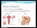 meiosis in plain english