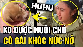 Cô gái 'KHÓC NỨC NỞ' vì xin 'NUÔI CHÓ' nhưng không được và sự thật đằng sau | Tin 3 Phút