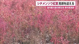 シチメンソウ赤く色づく 国内最大の群生地で見頃迎える【佐賀県佐賀市】 (22/10/28 12:00)