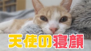 【かわいさの暴挙】子猫の寝顔が可愛すぎて悶絶注意報発令！【スコティッシュフォールド】