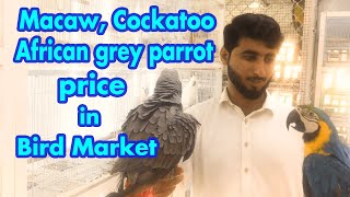 Macaw And Cockatoo Parrots Price in Bird Market Sharjah | Bird Market Sharjah | Parrots for Sale