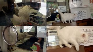 篠ノ井線 冠着駅の駅ねこ　出札窓口に ねこちゃん発見！