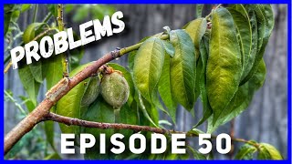 Young Peach Tree Problems Solutions Ep 50