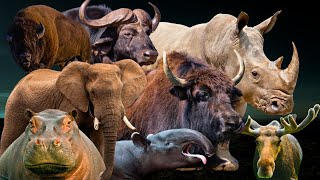 Most Powerful Herbivorous Animals in the World