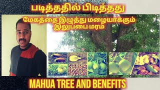 மேகங்களை மழையாக்கும் மரம்|  இலுப்பை மரம்| Madhuca longifolia | Mahua |படித்ததில் பிடித்தது |பரமகுரு