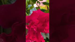 Hibiscus’s #hibiscus #statusvideo #flowergardening #reels