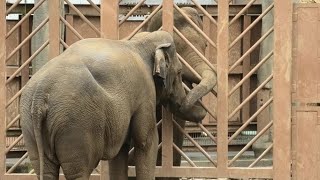 Amala, Anula, Vidula  Asian elephant  アマラ、ヴィドゥラ、アヌーラ　アジア象　Tama Zoological Park