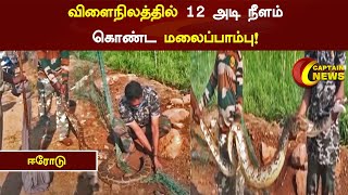 ஈரோடு | விளைநிலத்தில் 12 அடி நீளம் கொண்ட மலைப்பாம்பு