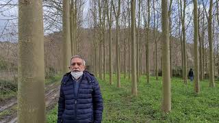 Preparazione per il taglio di una piantagione PAULOWNIA nel 2021!!