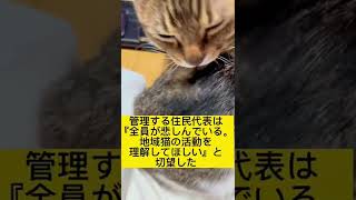 群馬県伊勢崎市の地域猫を何者かが虐待#shorts