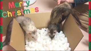 プレゼントをもらったフェレット達【Christmas present】はじめての多頭飼いferret#67