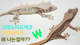 크레스티드게코의 분양금액은 왜 차이가 날까?