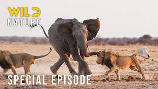 World's Deadliest: Lion's Battleground For Survival (SPECIAL EPISODE) | Nature animal documentary