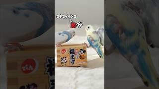 【セキセイインコ】と節分 #セキセイインコ #インコ面白い #インコ動画 #節分