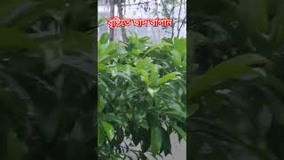 বৃ্ষটিতে ছাদ বাগান