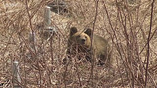 きょう大きな転換点…クマを指定管理鳥獣に　全国で相次ぐクマ被害なにが変わる？クマ対策