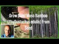 How to Sprout Lots of Moso Bamboo From Seeds! (Phyllostachys edulis)