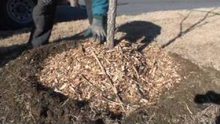 How to properly mulch around a tree