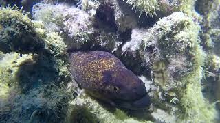 Yellowmargin moray (Gymnothorax flavimarginatus) - Mangrove Bay (Egypt) 30-3-2023