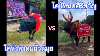 คู่ประวัติศาสตร์ โคลังสาดแก้วสมุย (ไอ้แก้ว) vs โคโหนดศิริขวัญ (ขวานเฉียง) 🐂🐂🐂🇹🇭