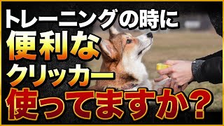 ワンちゃんのトレーニングの時に便利なクリッカー使ってますか？