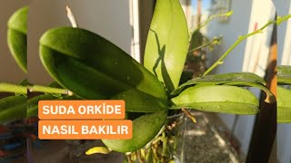 ✅ORKİDE BAKAMIYORUM DİYENLER BU YÖNTEM ÇOK BASİT. SUDA ORKİDE NASIL BAKILIR #orkidebakımı #keşfet