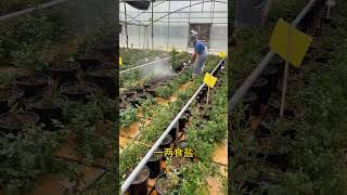 小苏打巧搭配#小苏打的妙用  #种植小技巧 #科普 #农业种植技术