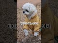 미어캣인 척하는 강아지 쇼츠 강아지 maltese 반려견 cute 말티즈 pets puppy a dog pretending to be a meerkat