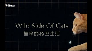 猫咪的秘密生活