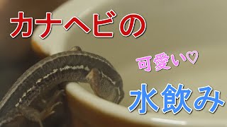 カナヘビの可愛い水飲みシーン