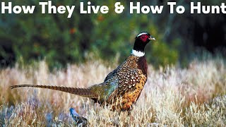 Pheasants - How They Live & How to Hunt!