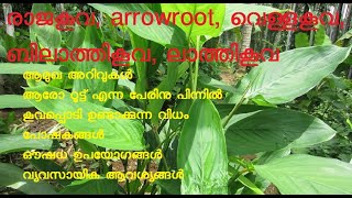 രാജ കൂവ | വെള്ള കൂവ | ബിലാത്തി കൂവ | ലാത്തി കൂവ | arrowroot | Raja Koova | കൂവ | Maranta arundinacea