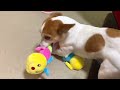 【大興奮】初めてヨーグルトを食べた犬の反応が激しすぎた【ジャックラッセルテリアのミラ】mira jack russell terrier