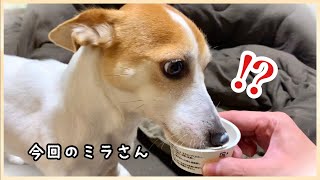 【大興奮】初めてヨーグルトを食べた犬の反応が激しすぎた【ジャックラッセルテリアのミラ】Mira Jack Russell Terrier