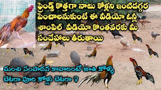 పెరటి కోళ్ళ పెంపకం | Differences between breed chickens and country chickens | #naatukollapempakam