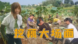 大姐带领大部队挖藕，见过这场面吗？真的太搞笑了!【乡村大姐】