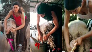 Goat milking video | baffalo milking | milking by hand