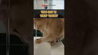 This cat is very thirst #shorts #shortvideo #cat #pets #funny #animals #cute