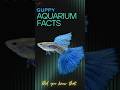 Guppy - underrated aquarium fish! - Feel free to Visit Aquaristic Vibes