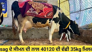 sag ਦੇ ਸੀਮਨ ਦੀ 2 ਸੂਆ ਵੱਛੀ ਨਾਲ 40120 ਦੀ ਵੱਛੀ 5 cows ਵਿਕਾਊ ਰੇਟ 47,000 ਤੋਂ ਸ਼ੁਰੂ!!